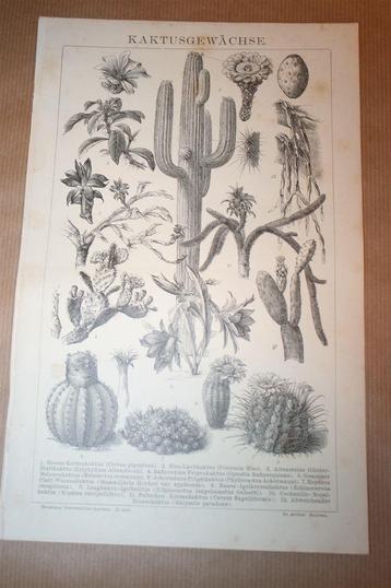 Antieke prent - Diverse soorten cactussen - Ca 1885 !! beschikbaar voor biedingen
