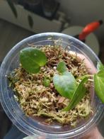 Anthurium greigendockblockf2 X A.Crystalinium/forgetti var, Huis en Inrichting, Kamerplanten, Ophalen of Verzenden, Halfschaduw