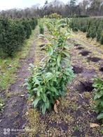 Nog 125 Laurier Prunus genolia smal blijvende laurier 80cm, Tuin en Terras, Planten | Struiken en Hagen, Haag, Minder dan 100 cm