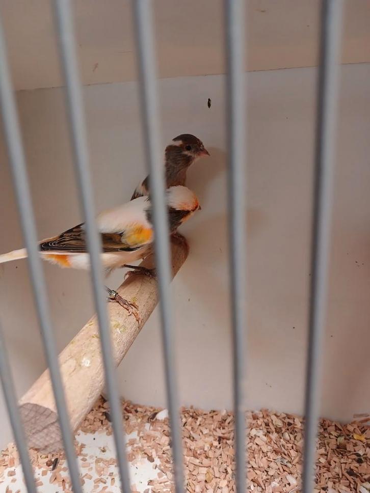 Harlekijn kanaries zowel mannen als poppen, Dieren en Toebehoren, Vogels | Kanaries, Meerdere dieren