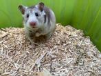 Leuke goudhamster, Dieren en Toebehoren, Knaagdieren, Hamster, Vrouwelijk, Januari, Tam
