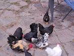 Chabo hennen, Dieren en Toebehoren, Pluimvee, Vrouwelijk, Kip