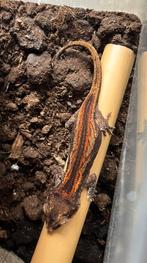 Rode auriculatus , gargoyle, Hagedis, 0 tot 2 jaar