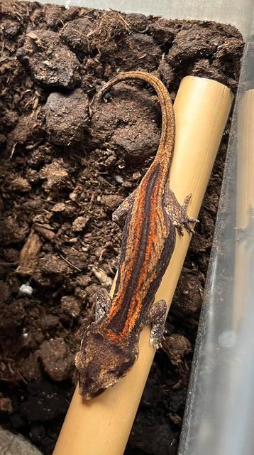 Rode auriculatus , gargoyle beschikbaar voor biedingen