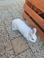 Konijn, Dieren en Toebehoren, Konijnen, Mannelijk, Middelgroot, 0 tot 2 jaar