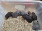 Jonge cavia zeugen 10€/stuk, Juni, Vrouwelijk, Cavia
