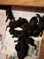 Bouvierpups geboren van een mooie combinatie, Dieren en Toebehoren, Honden | Herdershonden en Veedrijvers, Bouvier, Parvo, 8 tot 15 weken