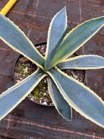 Agave americana pot17cm, Huis en Inrichting, Kamerplanten, Ophalen of Verzenden, Halfschaduw, Minder dan 100 cm