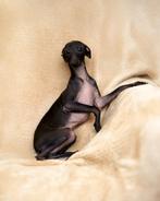 Elegante Italiaanse Windhond teef –RUTKA - FCI, Dieren en Toebehoren, Honden | Windhonden, Rabiës (hondsdolheid), 15 weken tot 1 jaar