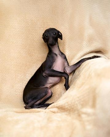 Elegante Italiaanse Windhond teef –RUTKA - FCI beschikbaar voor biedingen