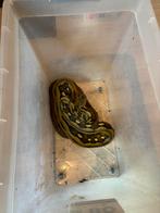 1.0 SD retic sunfire tiger het albino, Dieren en Toebehoren, Reptielen en Amfibieën, Slang, 0 tot 2 jaar
