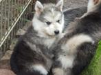Lieve shepsky pups ( witte herder x husky ) medio juli, Dieren en Toebehoren, CDV (hondenziekte), 8 tot 15 weken, Poolhond, Meerdere