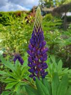 Zaden Lupine felpaars, Verzenden, Volle zon