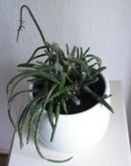 kamerplant " RHIPSALIS PILOCARPA LOEFgr )  in bloempot, Ophalen, In pot