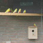 turquoisine parkiet, Dieren en Toebehoren, Meerdere dieren, Parkiet