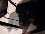 Rottweiler 5 jaar, Dieren en Toebehoren, Overige rassen, Teef, Parvo, Eén hond