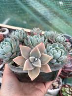 Echeveria & Graptopetalum Succulent/Vetplant, Huis en Inrichting, Kamerplanten, Ophalen of Verzenden, Halfschaduw, Minder dan 100 cm