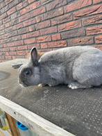 Mooie kleurdwerg voedster, Dieren en Toebehoren, Konijnen, Vrouwelijk, Dwerg, 0 tot 2 jaar