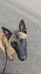 Charismatische en mooie Mechelse herder reu van 15 maanden., Dieren en Toebehoren, Rabiës (hondsdolheid), Reu, 1 tot 2 jaar, Eén hond