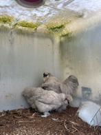 Prachtig mooi trio zijdehoen parelgrijs te koop, Dieren en Toebehoren, Pluimvee