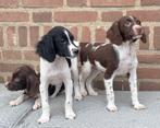 Zeer speciale LABRADOR x HEIDEWACHTEL pups, Dieren en Toebehoren, Honden | Niet-rashonden, Nederland, CDV (hondenziekte), 8 tot 15 weken