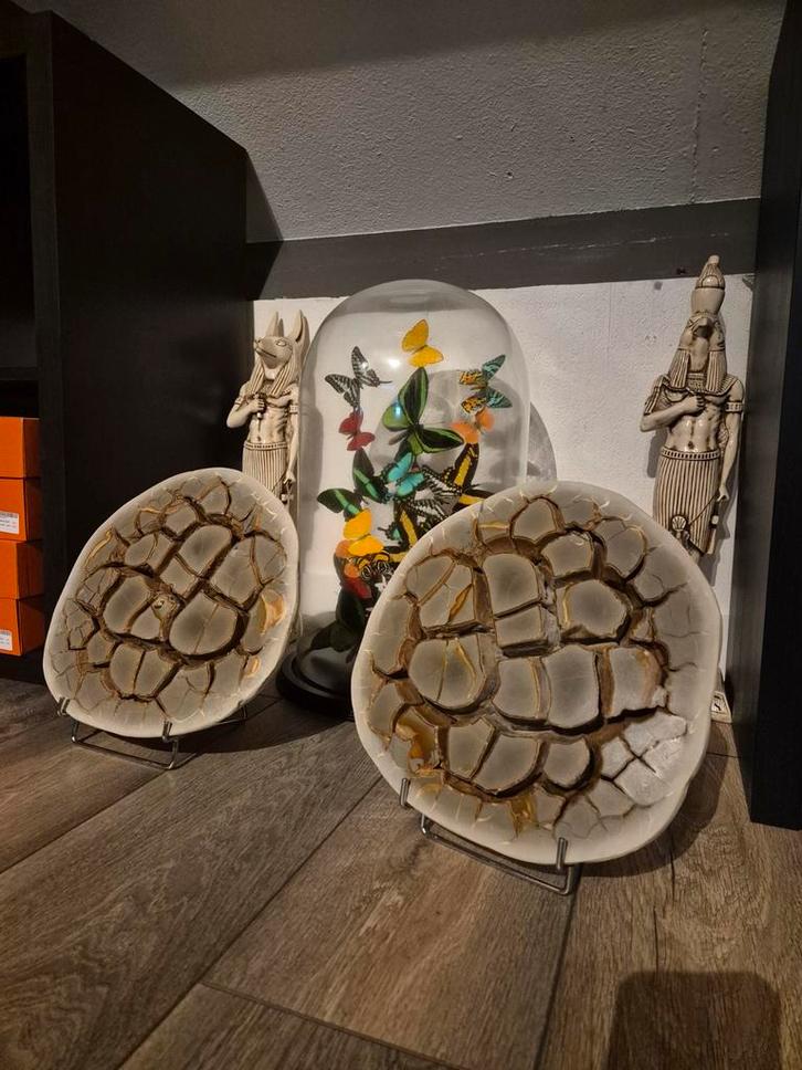 Paar Septaria op standaard, Verzamelen, Mineralen en Fossielen, Ophalen