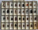 Te koop: 37 Insecten in Epoxy., Ophalen of Verzenden, Zo goed als nieuw, Insect, Overige typen