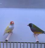 Lutino en pastel gouldamadine koppel, Meerdere dieren, Tropenvogel, Geringd