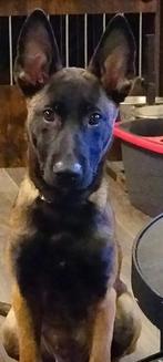 Mechelse Herder teefje, Dieren en Toebehoren, Rabiës (hondsdolheid), 15 weken tot 1 jaar, Teef, Eén hond