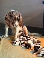 Engelse Springer Spaniël pups, 8 tot 15 weken, Parvo, Meerdere, Meerdere dieren