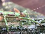 PSG 23 - Eurycantha calcarata wandelende takken, Dieren en Toebehoren, Wandelende tak