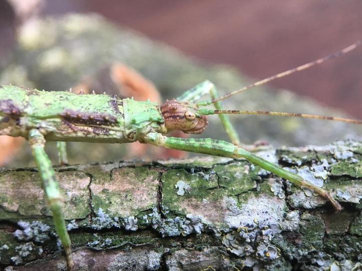 PSG 23 - Eurycantha calcarata wandelende takken, Dieren en Toebehoren, Insecten en Spinnen, Wandelende tak