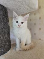 Maincoon kittens, Dieren en Toebehoren, Katten en Kittens | Raskatten | Korthaar, Kater, Ingeënt, 0 tot 2 jaar
