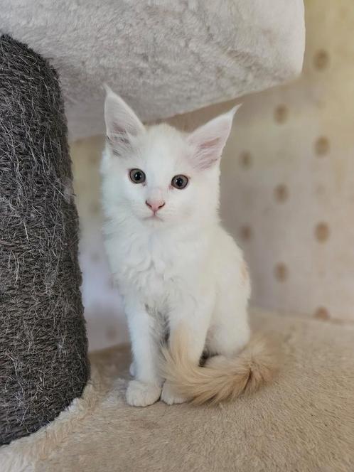 Maincoon kittens, Dieren en Toebehoren, Katten en Kittens | Raskatten | Korthaar, Kater, 0 tot 2 jaar, Ingeënt