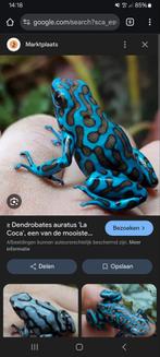 GEZOCHT! La coca larven, Dieren en Toebehoren, Reptielen en Amfibieën