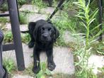 lief puppy kruising labrador/golden Retriever, Dieren en Toebehoren, Honden | Niet-rashonden, Reu, 8 tot 15 weken, Eén hond, Middel