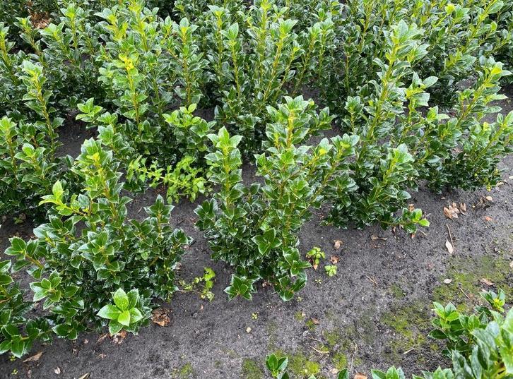 Ilex meservae heckenfee hulst, Tuin en Terras, Planten | Struiken en Hagen, Overige soorten, Minder dan 100 cm, Ophalen