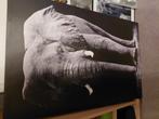 Olifant op canvas.1., Ophalen, Gebruikt