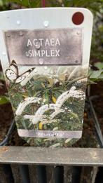 Altaea simplex, Ophalen, Zomer, Overige soorten, Volle zon