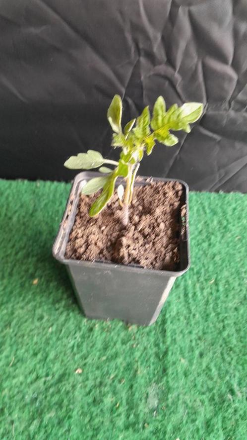 Te koop tomaten planten, Tuin en Terras, Planten | Tuinplanten, Eenjarig, Groenteplanten, Volle zon, Zomer, Ophalen