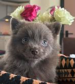 Super leuke fluffy lavendel/lilac pups, Dieren en Toebehoren, Overige rassen, 8 tot 15 weken, CDV (hondenziekte), Meerdere
