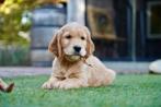 Golden Cocker pups Golden Retriever x Engelse Cocker Spaniel, Dieren en Toebehoren, Nederland, CDV (hondenziekte), 8 tot 15 weken