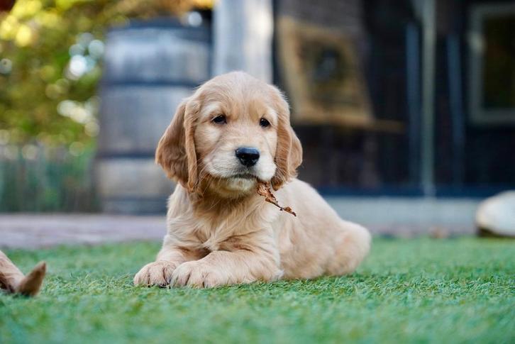 Golden Cocker pups Golden Retriever x Engelse Cocker Spaniel, Dieren en Toebehoren, Honden | Retrievers, Spaniëls en Waterhonden
