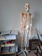 Anatomie Skelet, Ophalen, Zo goed als nieuw