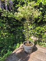 Flamingoplant / flamingo boom in pot, Tuin en Terras, Halfschaduw, Overige soorten, Lente, 100 tot 250 cm
