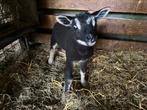 Mooi dassenkop leblam / fleslam, Mannelijk, Schaap, 0 tot 2 jaar