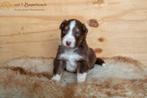Australian shepherd pups beschikbaar (reutjes), Dieren en Toebehoren, Honden | Herdershonden en Veedrijvers, Sheepdog, Reu, Meerdere