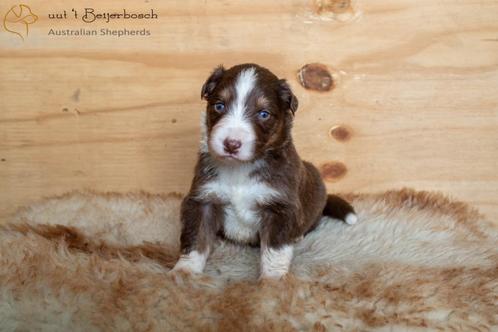 Australian shepherd pups beschikbaar (reutjes), Dieren en Toebehoren, Honden | Herdershonden en Veedrijvers, Reu, Sheepdog, Particulier