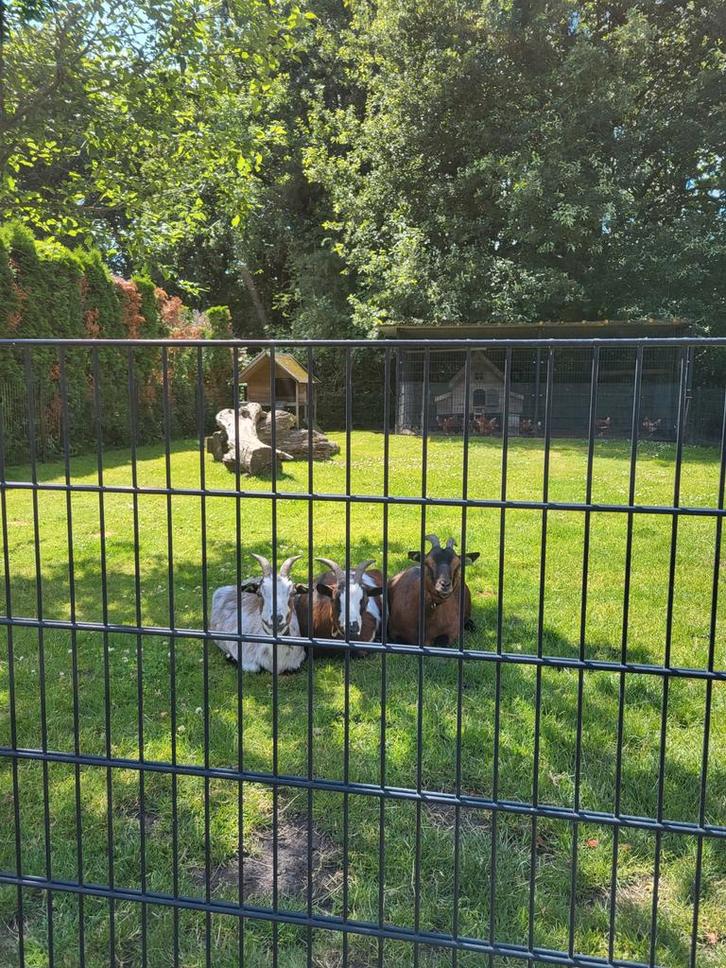 Dwerg geiten, Dieren en Toebehoren, Schapen, Geiten en Varkens, Geit, Vrouwelijk