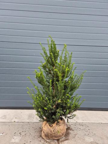 Taxus baccata mooie groenblijvende haagplanten beschikbaar voor biedingen